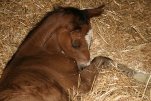 A healthy foal is not a fluke.  It is a well thought out, and fed animal.  With prime Vet care.